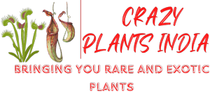 Crazy Plants India