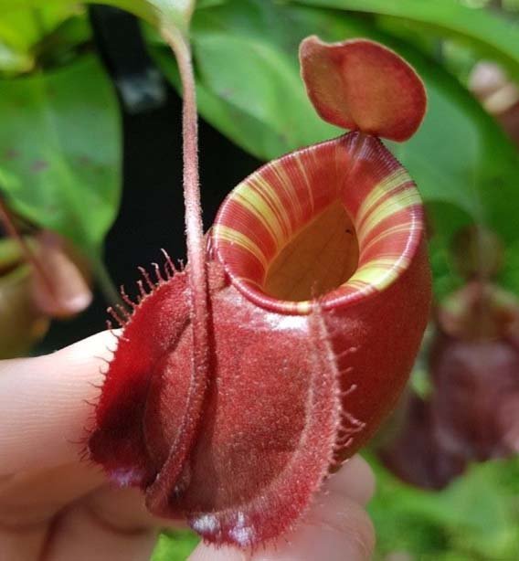 Crazy%20Plants%20India