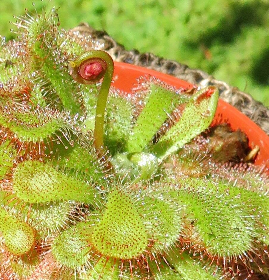 Drosera: The Sticky Traps of the Plant – Crazy Plants India